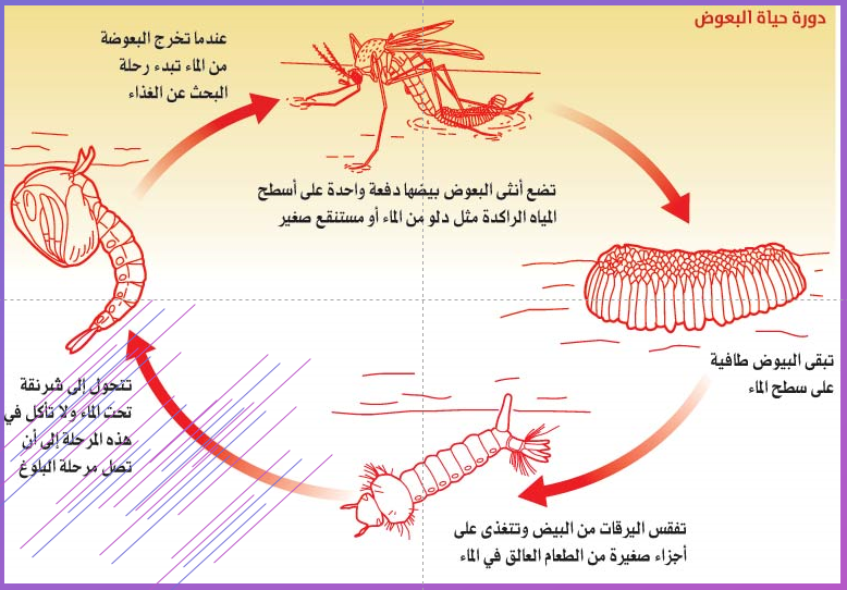 دورة حياة البعوض في الماء